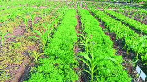 sale of organic vegetables in kolhapur kaneri math