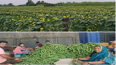 Pawar brothers success story sangli