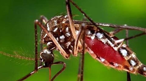 dengur mosquito