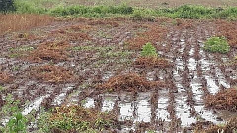 Akola News: Damage to farmers soybeans