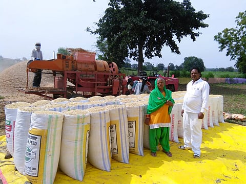 Akola News: Widow Alishan b. Took record production of soybeans
