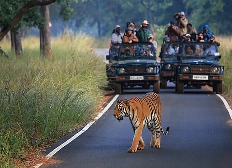 Baggerra to Keep a Watch on Safari Vehicles in Tadoba