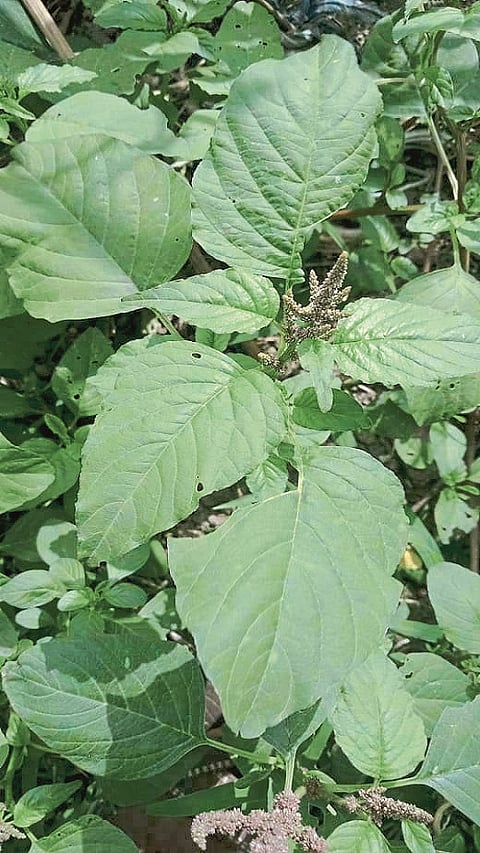 Annapaanvidhi Shakvarga