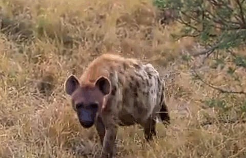 kolhapur farmers under pressure on Craving creature