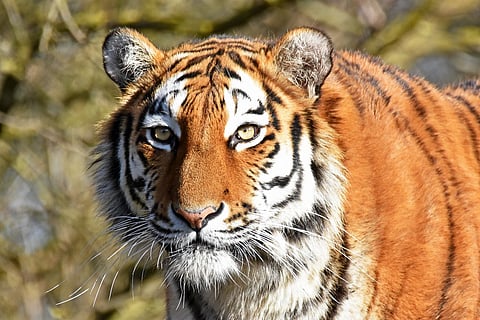 tigar
