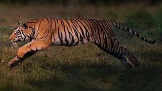 New Tiger Will come in Maharajbagh