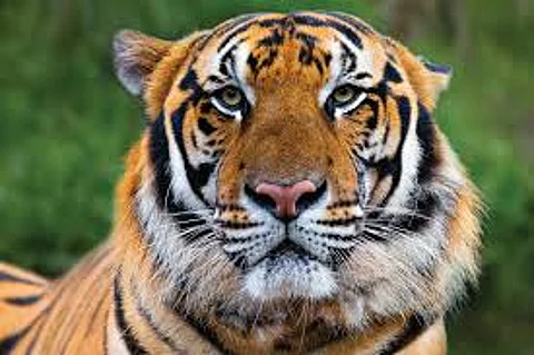 Sterilization of Tigers is The Last Option