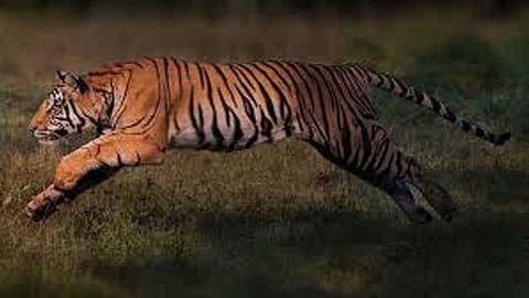 man killed in tiger attack in chandrapur