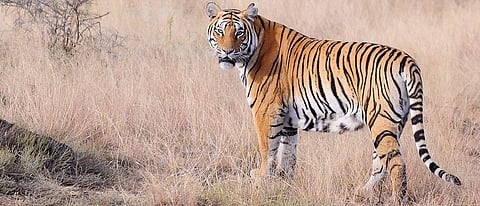 संग्रहित छायाचित्र