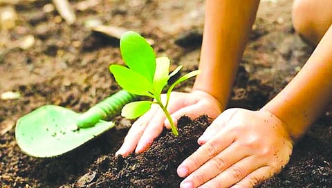 tree plantation in buldana district.jpg