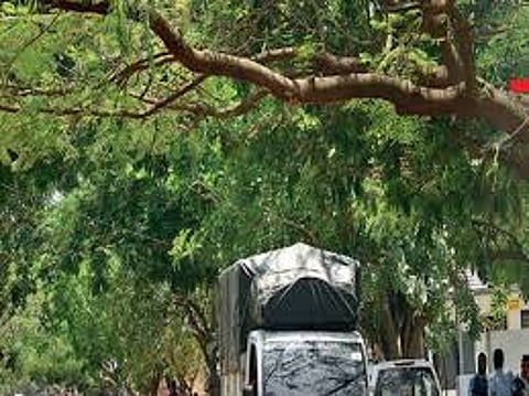 tree.jpg