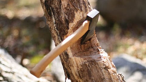 वृक्षतोड