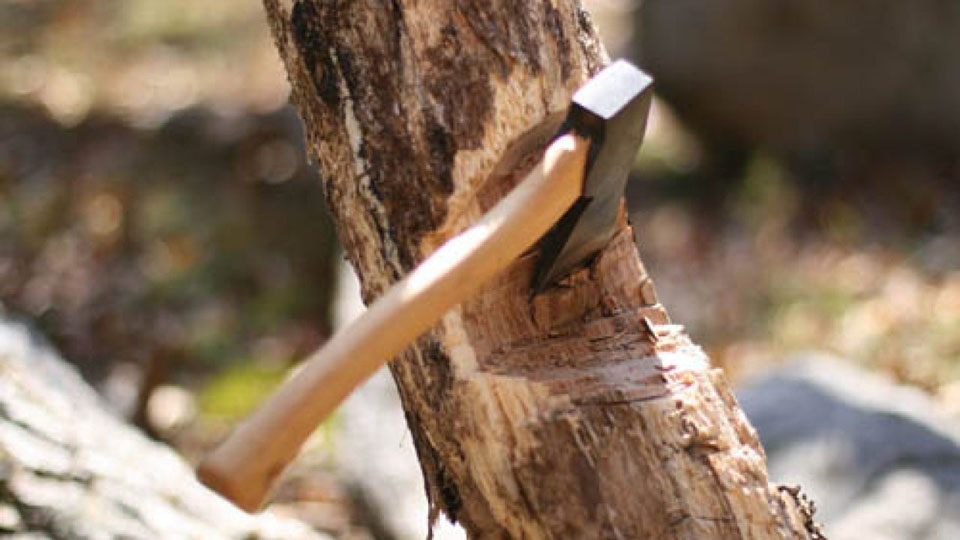 वृक्षतोड