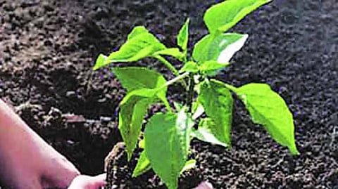Tree plantation