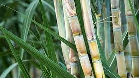 Sugarcane will be available for sifting on an area of one lakh eleven thousand hectares for this year