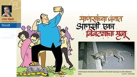 माणसांच्या जगात आणखी एका बिबट्याचा मृत्यू (उत्तम कांबळे)