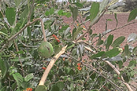 Waghati plant's has become rare... used to break the fast of Ekadashi