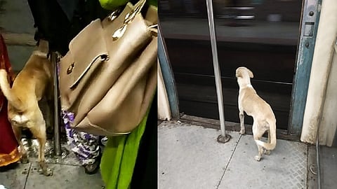 लोकलमध्ये चढलेला कुत्रा.