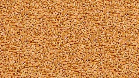 wheat.jpg