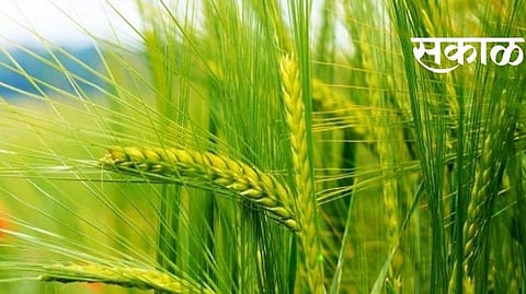 Wheat Crop