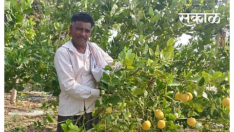 A large number of seedless lemons were grown by the farmers of Yavatmal