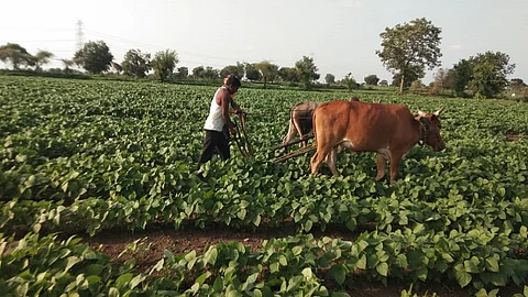 केदारखेडा : मुगाच्या शेतीत कोळपणीचे काम करताना शेतकरी.