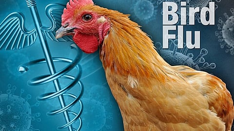 bird flu