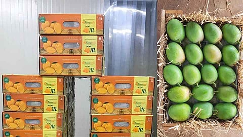 नवी मुंबईतून सव्वाचारशे टन आंबा निर्यात