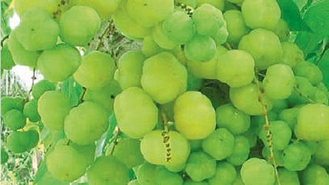 आवळीभोजन