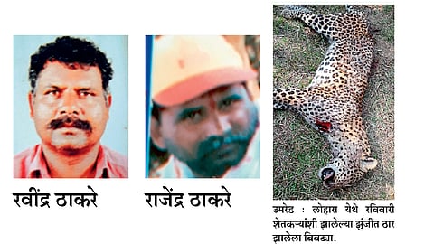 बैलासाठी शेतकरी झुंजला बिबट्याशी