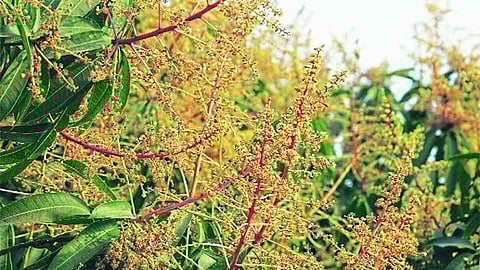 ढगाळ वातावरणाचा हापूसला फटका