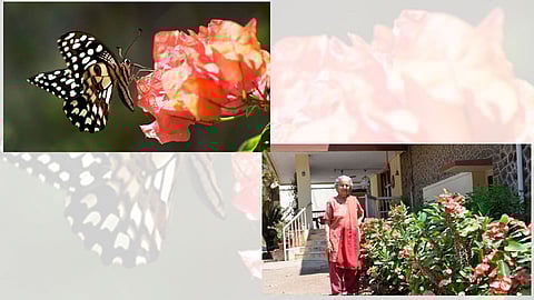 घराभोवती फुलवले फुलपाखरू उद्यान!
