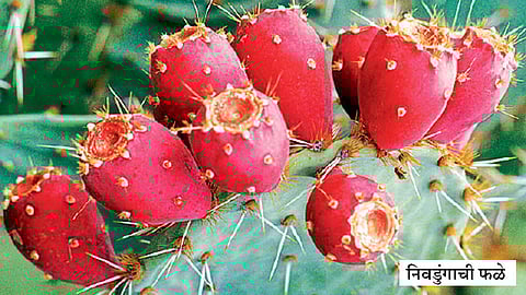 निवडुंगाच्या फळांना वाढती मागणी