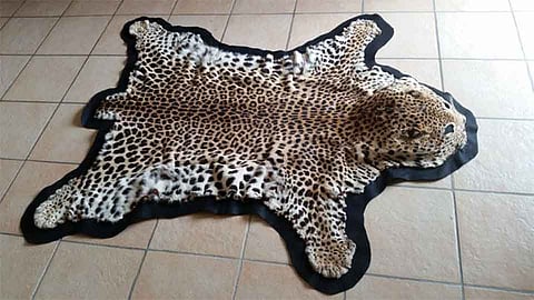 बिबट्याच्या कातड्याच्या तस्करीचा तपास मुळापर्यंत नाहीच