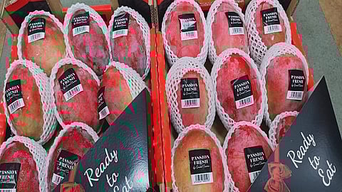 एपीएमसी फळ मार्केटमध्ये स्पेन, ब्राझीलचा हापूस दाखल; ग्राहकांकडून अल्प प्रतिसाद