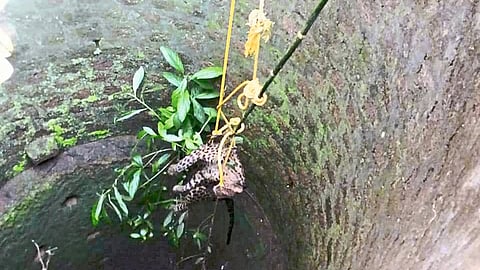 Leopard Fall In Well In Kasarde Reported Dead