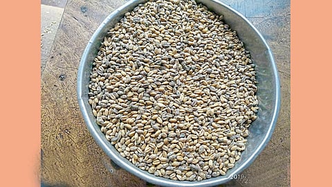 बीड शहरातील स्वस्त धान्य दुकानांवर लाभार्थींना वितरित केला जाणारा सडलेला गहू.