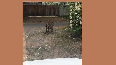 Leopard Found in CIDCO NA Aurangabad