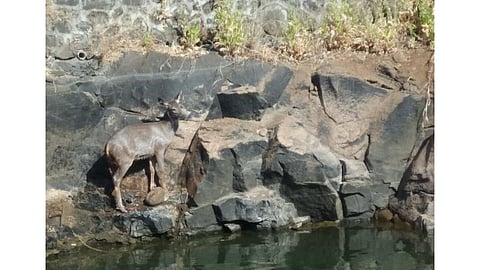 त्याला वाचविण्यासाठी धुळवडीचा सण बाजूला ठेवून अख्खे गाव जमले तळयाकाठी