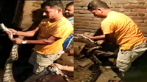 कोंबडी बाजारात घुसला भलामोठा अजगर आणि घडलं असं की...