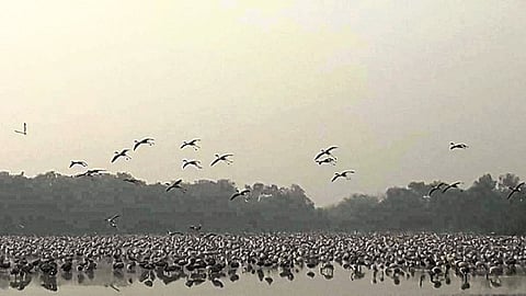 फ्लेमिंगो पक्ष्यांचे विलोभनीय दृश्य; नेरूळ खाडीकिनाऱ्यावर पक्षीप्रेमींची गर्दी