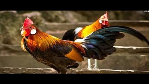 ऐकाल तर नवलच! कर्जतमध्ये कोंबडीचोरांचा सुळसुळाट; शेकडो कोंबड्या अचानक गायब