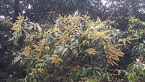 अवकाळी पावसामुळे कोकणातील आंब्याचे उत्पादन घटण्याची शक्यता; वेळीच फवारणी केल्यास धोका टळणार