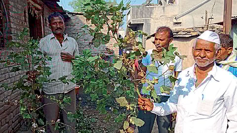बोंडअळीच्या प्रादुर्भावाने वाढली शेतकऱ्यांची चिंता