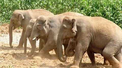 तिलारी धरण परिसरातील केंद्रेत होणार हत्ती अभयारण्य