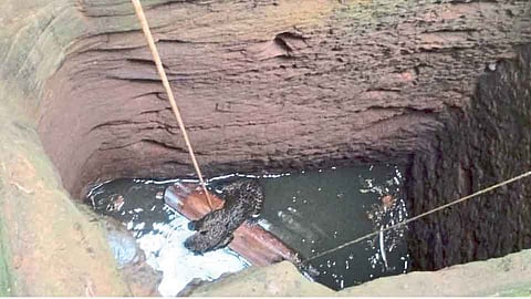 पाचल-दिवाळवाडीत विहिरीत पडलेल्या बिबट्याला जीवदान