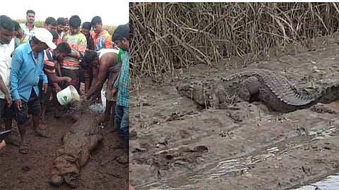 अबब ! शिरोळ तालुक्यात शेतात सापडली साडेआठ फुट लांबीची मगर (व्हिडिओ)