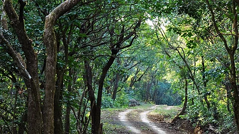 Dajipur Sanctuary Open From One December