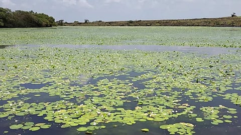 कासचा फुलांचा हंगाम टिपेला!