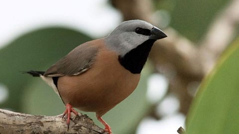 एका पक्ष्याने अडवला अदानींचा कोळसा प्रकल्प